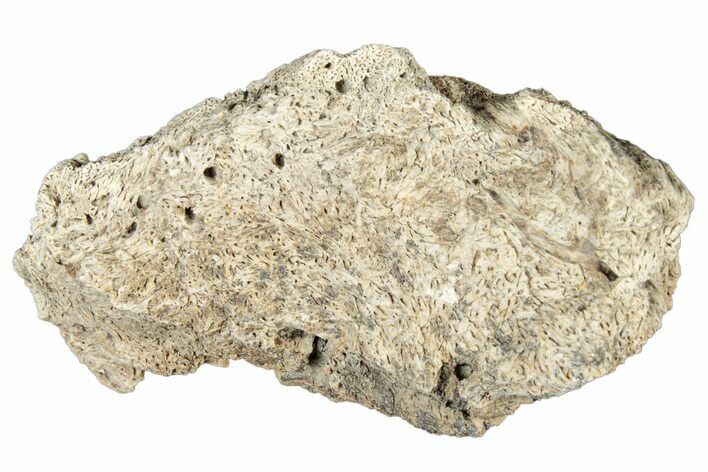 Dinosaur (Triceratops) Frill Shield Section - Montana #323848